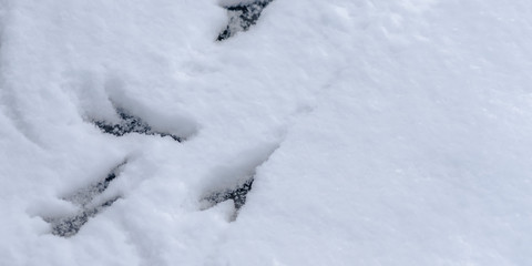 Fototapeta na wymiar Animal tracks on a fresh layer of smooth snow
