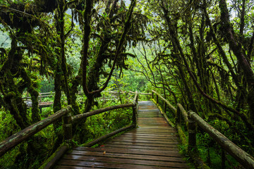 Obraz premium Wooden bridge walkway in to the rain forest