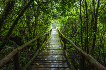 Wooden bridge walkway in to the rain forest
