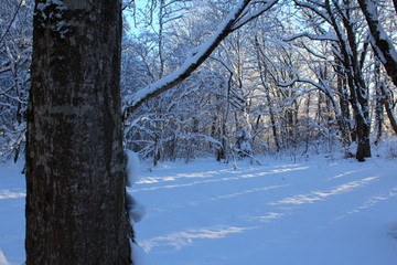 forest in winter