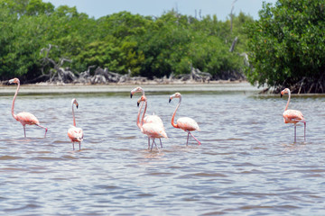 Flamingos at Rio Lagartos, Yucatan, Mexico
