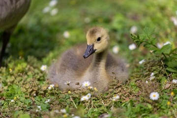 Young canadian goose