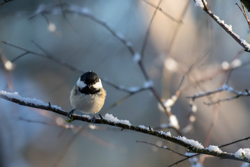 Fototapeta premium Coal tit, Periparus ater, passerine bird, perched on snow on birch branches in winter, scotland.