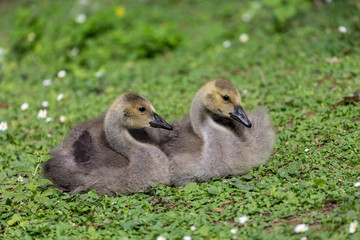 Young canadian goose