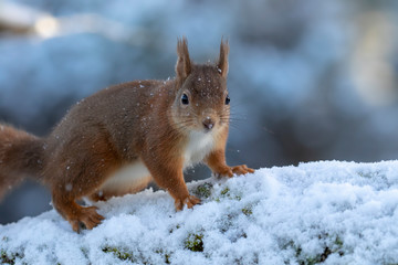 red squirrel, Sciurus vulgaris, eating, running on a branch and ground on snow during winter, january in scotland.