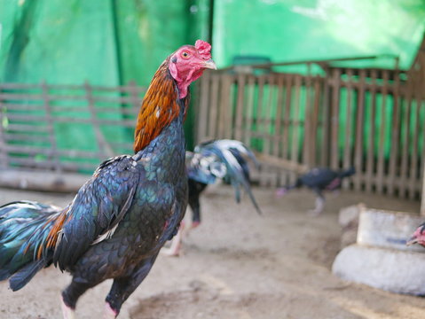 Selective focus of a mature Thai fighting rooster in a small local farm in rural area of Thailand