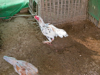 A hen scrathching dirt to look for food - ground scratching behavior in chicken
