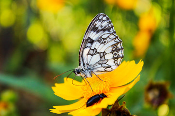 butterfly on a yellow flower with black beetle