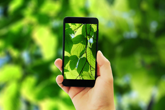 male hand holds the phone and takes pictures on the background of green leaves .
