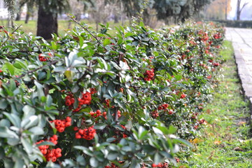 Beautiful bush of mountain ash