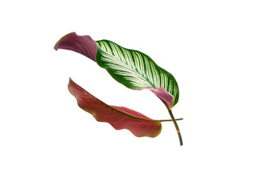 Calathea ornata (ย pin - strip calathea) tropical  leaves isolated on white background.