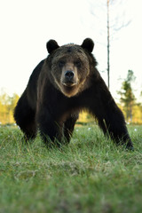 brown bear portrait, bear pose