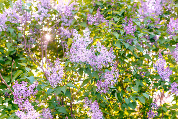 Panoramic view of a purple lilac branch. Lilac flowers and leaves. Clusters of small flowers