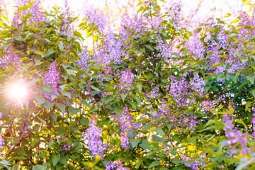 Obraz premium Panoramic view of a purple lilac branch. Lilac flowers and leaves. Clusters of small flowers