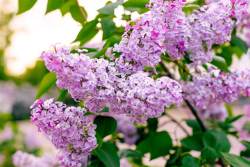 Panoramic view of a purple lilac branch. Lilac flowers and leaves. Clusters of small flowers