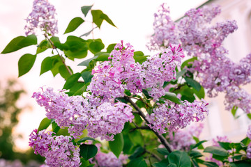 Obraz premium Panoramic view of a purple lilac branch. Lilac flowers and leaves. Clusters of small flowers
