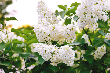 white lilac bush blooming in May day .