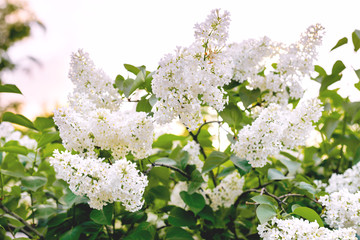 white lilac bush blooming in May day .