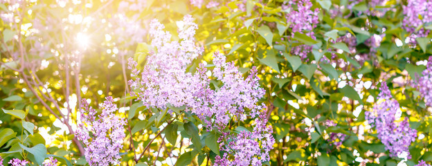 Obraz premium Banner Close-up beautiful lilac flowers with the leaves. Beauty world.