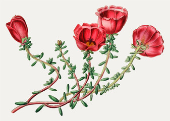 Red purslanes flower illustration