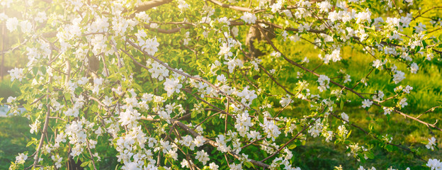 Banner beautiful apple tree branch with sun.