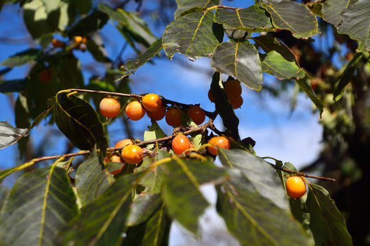 可愛い豆柿の果実が実りました