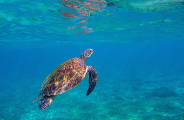 Sea turtle in blue water. Endangered marine turtle undersea photo. Oceanic animal in wild nature.
