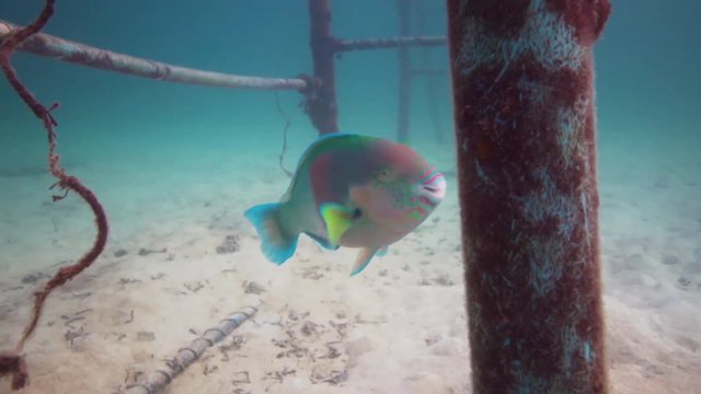 Nice close shot of a beautiful Parrotfish eating algae crusted in an Artificial Reef.