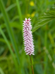 European Bistort or snakeweed, Bistorta officinalis, pink flowers with bokeh background, macro, selective focus
