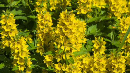 Garden or Yellow loosestrife, Lysimachia vulgaris, blossom close-up, selective focus, shallow DOF