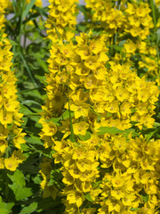 Garden or Yellow loosestrife, Lysimachia vulgaris, blossom close-up, selective focus, shallow DOF