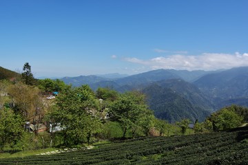 On the hillside tea garden in the Hsinchu,Taiwan