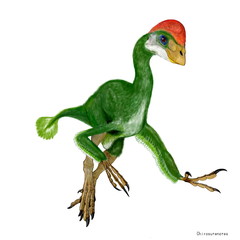 キロステノス　学名は「細い腕」という意味合い。オヴィラプトル同様オヴィラプトロサウルス下目にまとめられている。白亜紀後期の恐竜で、名前の通り細長い腕を持つ。頭部には大きな鶏冠を持ち、下顎には歯もなく、他の小型恐竜や爬虫類の卵や小動物を顎で砕いたり、丸呑みしていたと思われる。雑食性で全長2メートル程度の恐竜。