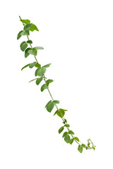 vine plant climbing isolated on white background with clipping path included.