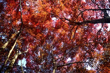 カラフルな楓の紅葉