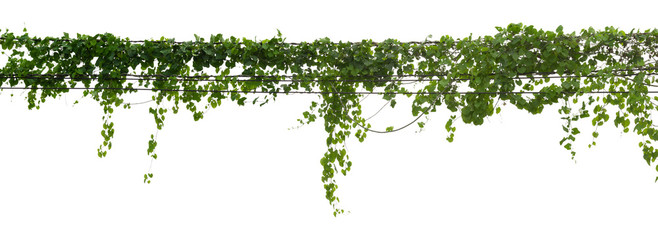 vine plant climbing isolated on white background with clipping path included.