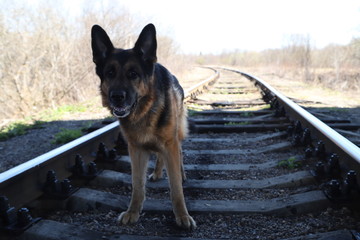 Dog German Shepherd on the railway road in a sunny day