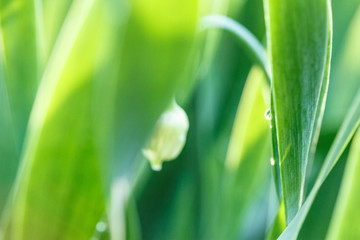 Fototapeta na wymiar Fresh green grass with water droplet in sunshine