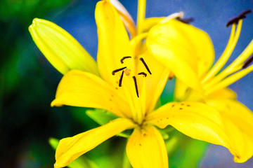Yellow Flowers