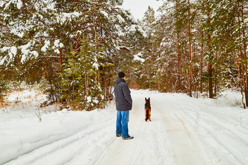 Snow covered trees in a winter forest, road between them and man with dog german shepherd