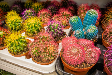 The Сomposition of Various Colors Cacti on the Rack / Cactus Set