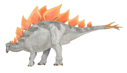 ステゴサウルス恐竜の中でもポピュラーな種類。　剣竜類の典型であり、ジュラ紀後期に繁栄した草食性の恐竜。背中の二列の骨板はその配置から役割迄様々な説がある。骨格の再現はかなり詳細にされており、このイラストはほぼ通説にしたがっている。天敵である同時代の肉食竜アロサウルスから身を守るために最高の武器となったのは尾の先の四本の鋭い棘である。喉元の硬い鱗も印象化石として多く残っている。