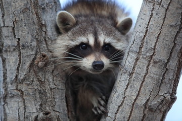 raccoon sits in branch fork, Bosque del Apache, New Mexico,USA