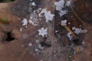 A little white snowflake on a brown fallen autumn leaf