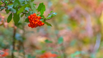 Close up of a plant with small round red fruits