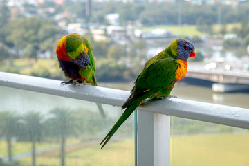 colorful parrot on a branch