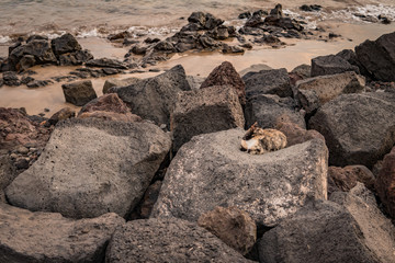 Relaxing cat on rocks, next to the sea