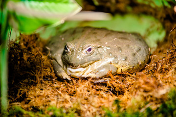 African bullfrog sitting on the grass in a terrarium
