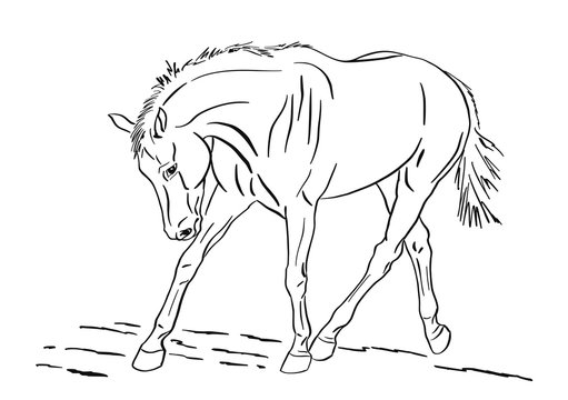 Sketch of a trotting horse.