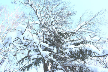 snowy fir trees in winter